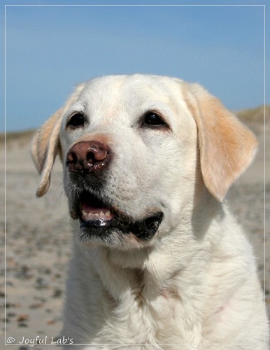 Greta - Joyful Lab´s Be Happy Girl Greta - Joyful Lab´s Be Happy Girl