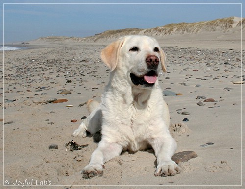 Greta - Joyful Labs Be Happy Girl