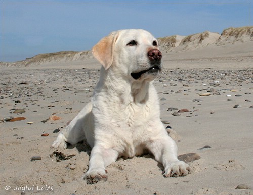 Greta - Joyful Labs Be Happy Girl