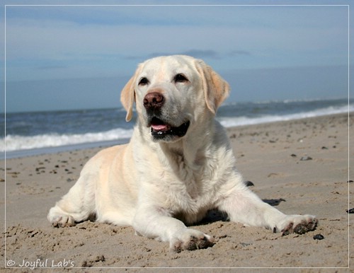 Greta - Joyful Labs Be Happy Girl