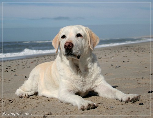 Greta - Joyful Labs Be Happy Girl