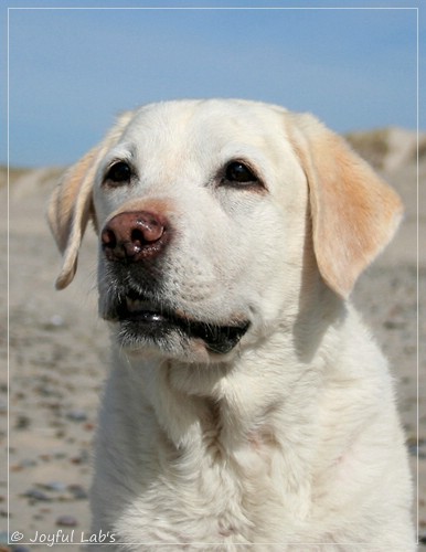 Greta - Joyful Labs Be Happy Girl