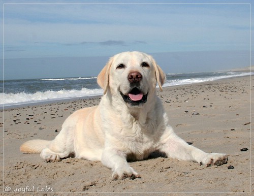 Greta - Joyful Labs Be Happy Girl