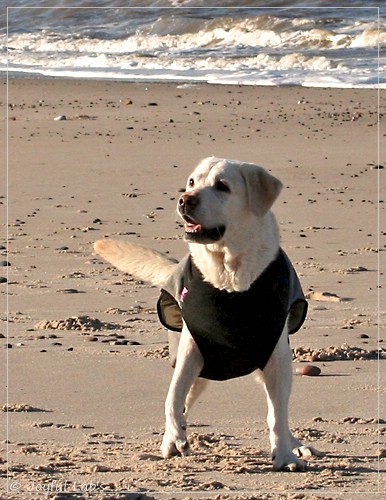 Greta - Joyful Labs Be Happy Girl