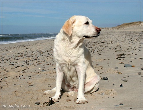 Greta - Joyful Labs Be Happy Girl