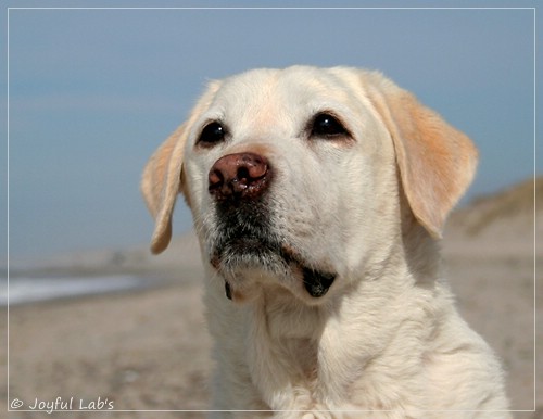 Greta - Joyful Labs Be Happy Girl