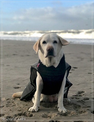 Greta - Joyful Labs Be Happy Girl