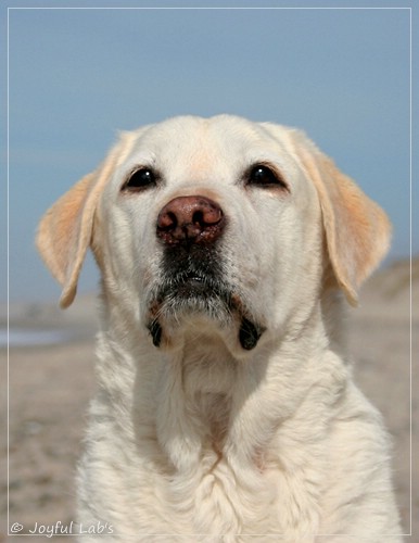 Greta - Joyful Labs Be Happy Girl