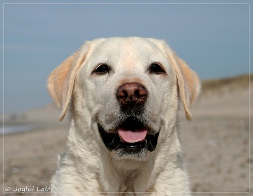 Greta - Joyful Labs Be Happy Girl