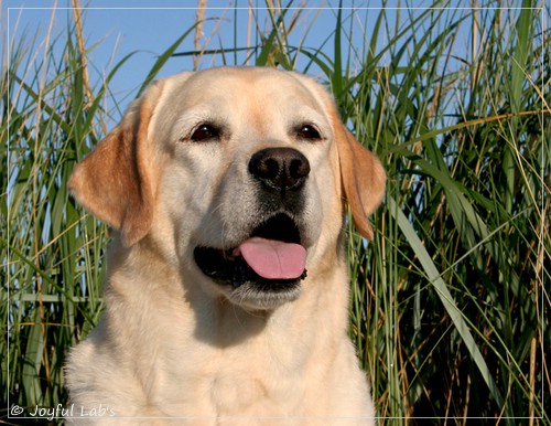 Hanna - Rosefair Joyful Girl