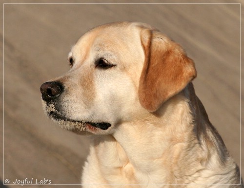 Hanna - Rosefair Joyful Girl