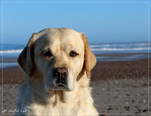 Joyful Lab's Eye-Catching Girl - Tilda -