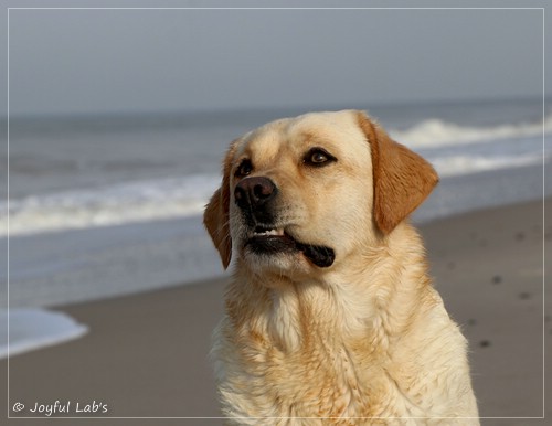 Joyful Lab's Eye-Catching Girl - Tilda -