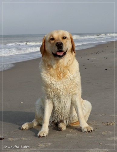 Joyful Lab's Eye-Catching Girl - Tilda - Joyful Lab's Eye-Catching Girl - Tilda -