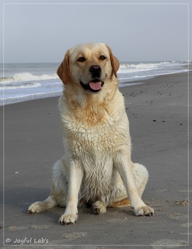 Joyful Lab's Eye-Catching Girl - Tilda - Joyful Lab's Eye-Catching Girl - Tilda -