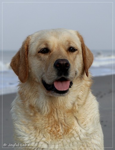 Joyful Lab's Eye-Catching Girl - Tilda - Joyful Lab's Eye-Catching Girl - Tilda -