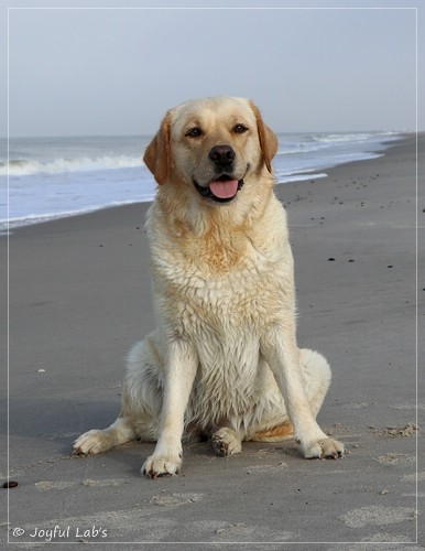 Joyful Lab's Eye-Catching Girl - Tilda - Joyful Lab's Eye-Catching Girl - Tilda -