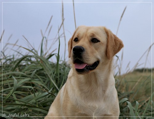 Joyful Lab's Eye-Catching Girl - Tilda -