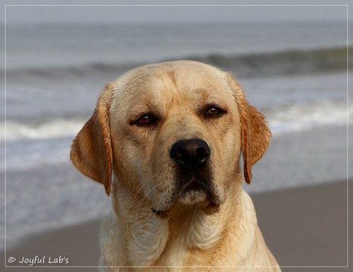 Joyful Lab's Flower Power Girl - Erna