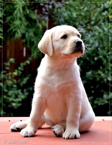 Joyful Lab's Eye-Catching Girl - Tilda - Joyful Lab's Eye-Catching Girl - Tilda -