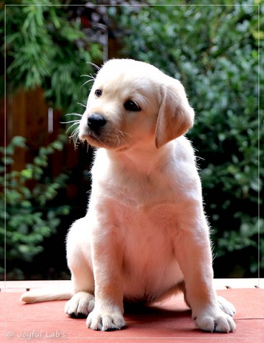 Joyful Lab's Eye-Catching Girl - Tilda - Joyful Lab's Eye-Catching Girl - Tilda -