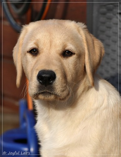 Joyful Lab's Eye-Catching Girl - Tilda - Joyful Lab's Eye-Catching Girl - Tilda -
