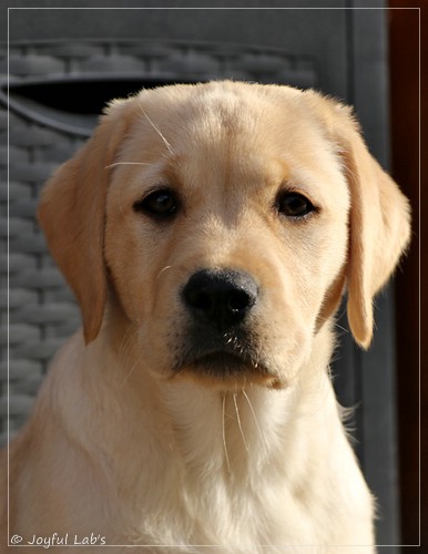 Joyful Lab's Eye-Catching Girl - Tilda - Joyful Lab's Eye-Catching Girl - Tilda -