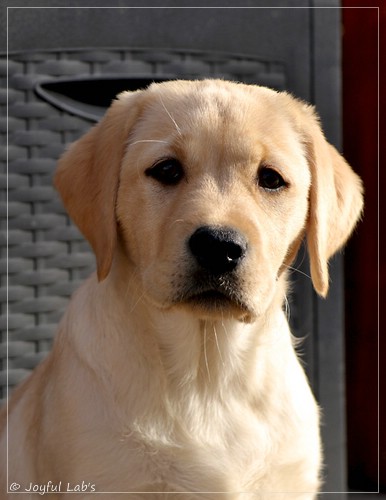 Joyful Lab's Eye-Catching Girl - Tilda - Joyful Lab's Eye-Catching Girl - Tilda -