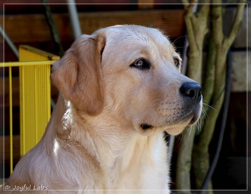 Joyful Lab's Eye-Catching Girl - Tilda -