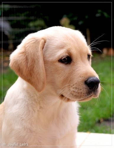 Joyful Lab's Eye-Catching Girl - Tilda - Joyful Lab's Eye-Catching Girl - Tilda -