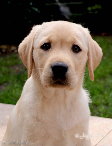 Joyful Lab's Eye-Catching Girl - Tilda - Joyful Lab's Eye-Catching Girl - Tilda -