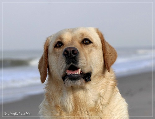 Joyful Lab's Eye-Catching Girl - Tilda -