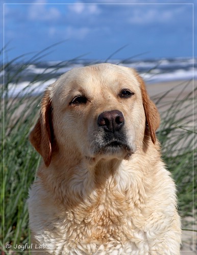 Joyful Lab's Eye-Catching Girl - Tilda - Joyful Lab's Eye-Catching Girl - Tilda -
