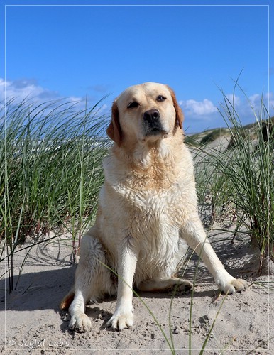 Joyful Lab's Eye-Catching Girl - Tilda - Joyful Lab's Eye-Catching Girl - Tilda -