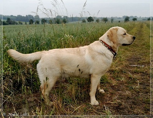 Joyful Lab's Eye-Catching Girl - Tilda -