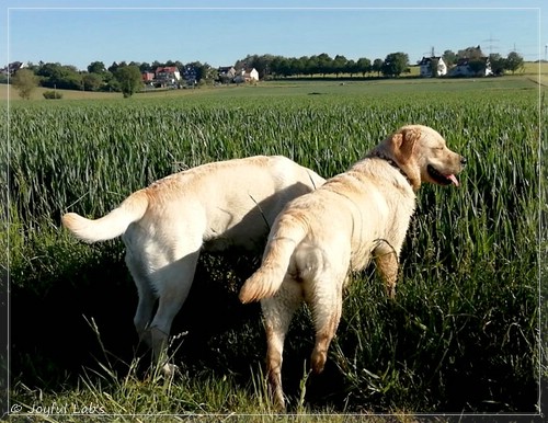 Joyful Lab's Eye-Catching Girl - Tilda -