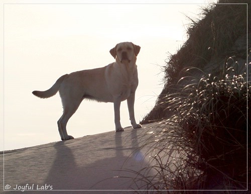 Carla - Joyful Lab's Classic Girl