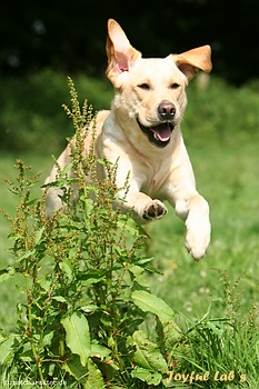 Always Happy Girl