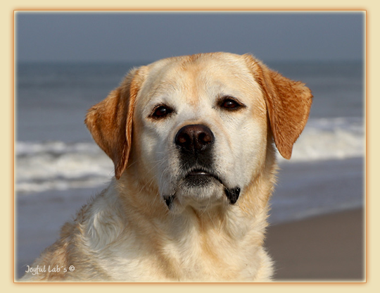 Carla - Joyful Lab's Classic Girl