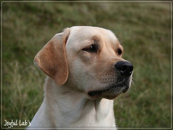 Rosefair Joyful Girl "Hanna"