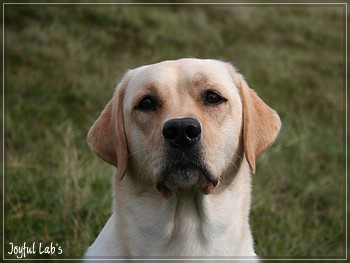 Rosefair Joyful Girl "Hanna"