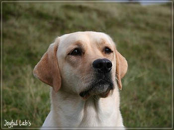 Rosefair Joyful Girl "Hanna"