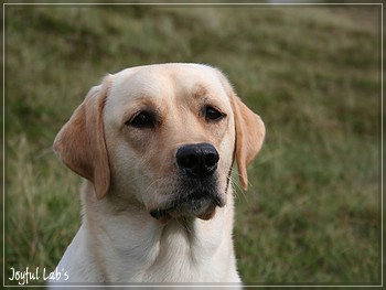 Rosefair Joyful Girl "Hanna"