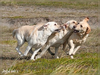 Joyful Lab's in Dnemark