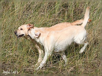 Joyful Lab's in Dnemark