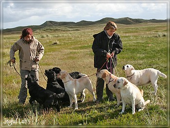 Joyful Lab's in Dnemark