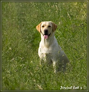 Joyful Labs Always Happy Girl "Frieda"