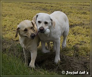 Unsere Girls - unser Dreamteam