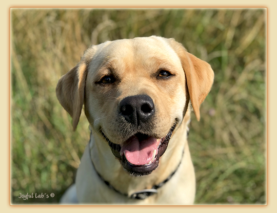 Joyful Lab's Flower Power Girl -Erna