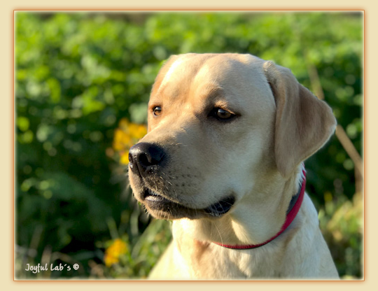 Joyful Lab's Flower Power Girl -Erna